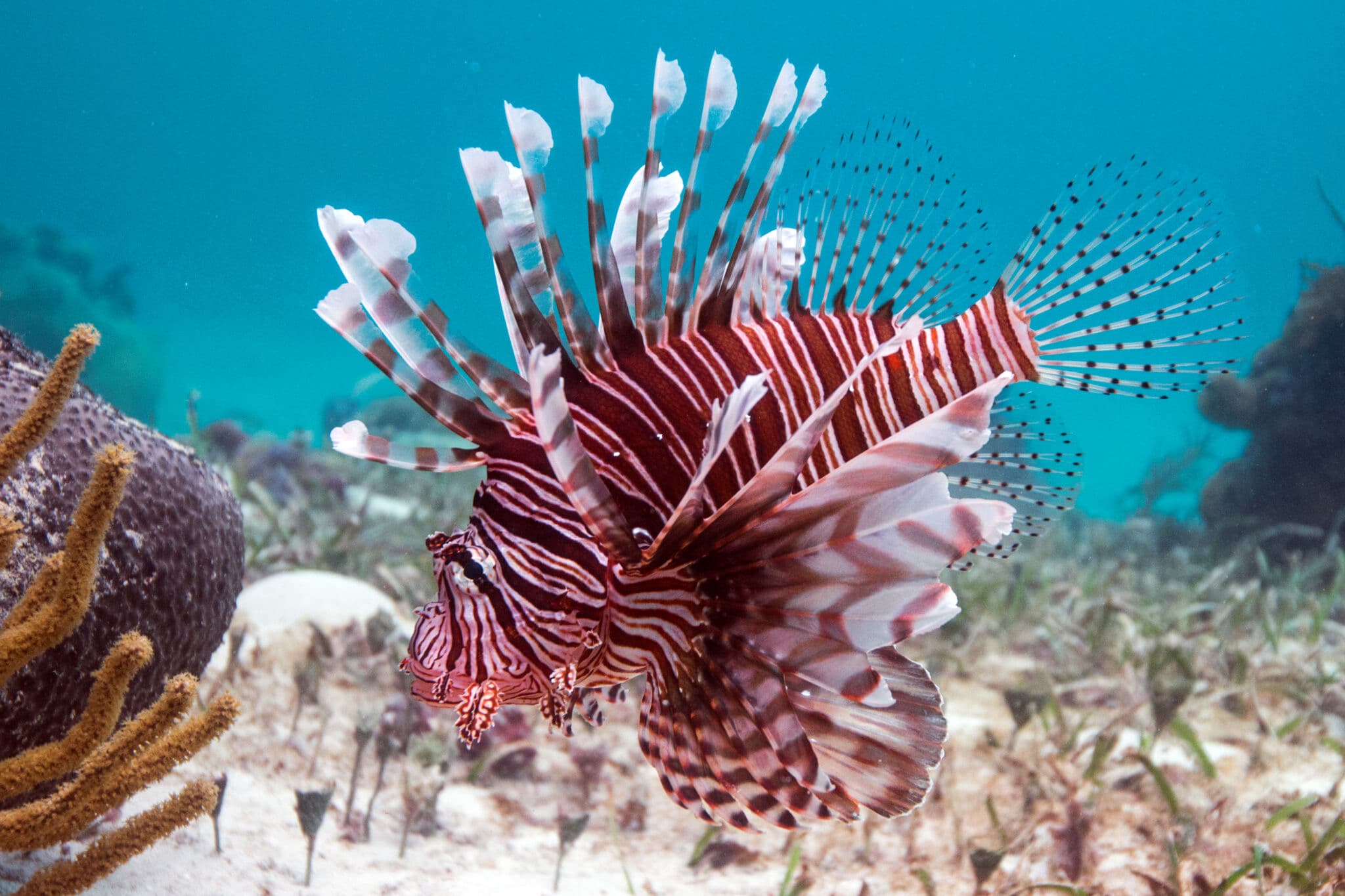 A lionfish with striped fins hovering over the sand near coral
