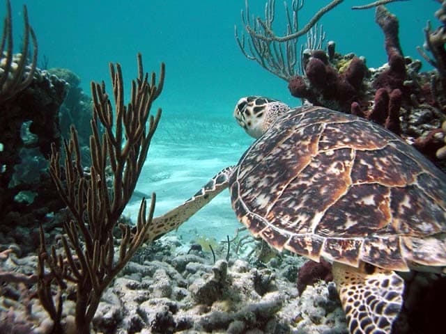 A hawksbill sea turtle swimming over coral and sea fans